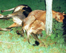 Karkal: Dairy farmer in distress over 3 Jersey cows electrocuted at Nitte